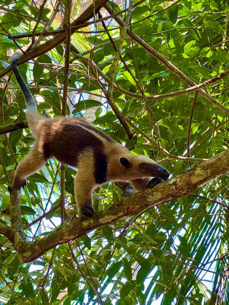 Cahuita NP Costa Rica