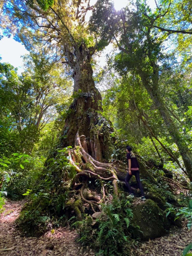 Baum in Boquete Panama