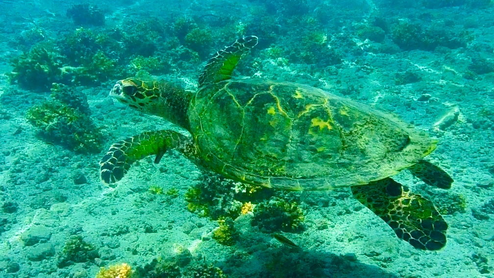 Panama - Coiba Island