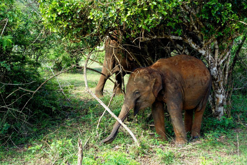 Yala NP Sri Lanka