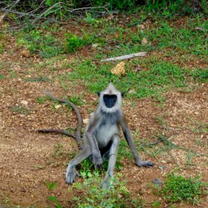 Yala NP Sri Lanka