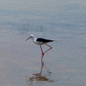 Yala NP Sri Lanka