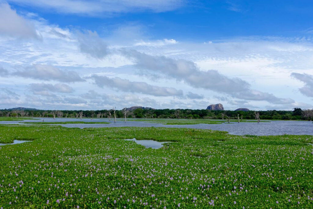 Yala NP Sri Lanka