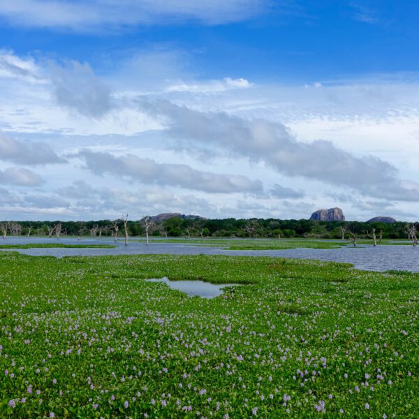 Yala NP Sri Lanka