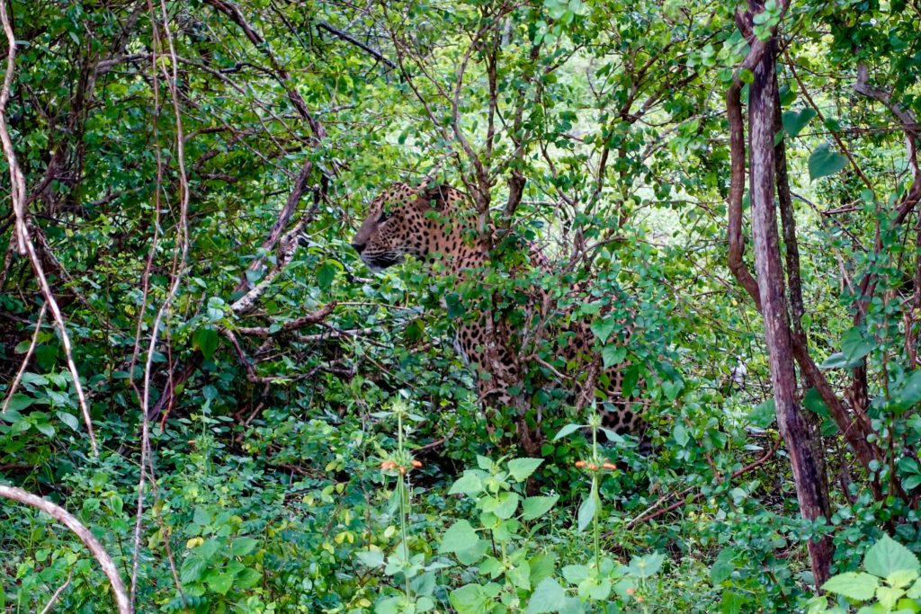 Yala NP Sri Lanka