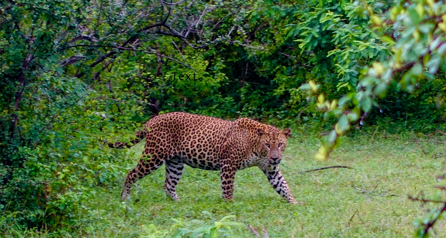 Yala NP Sri Lanka