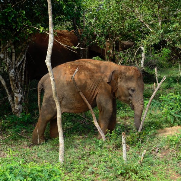 Yala NP Sri Lanka