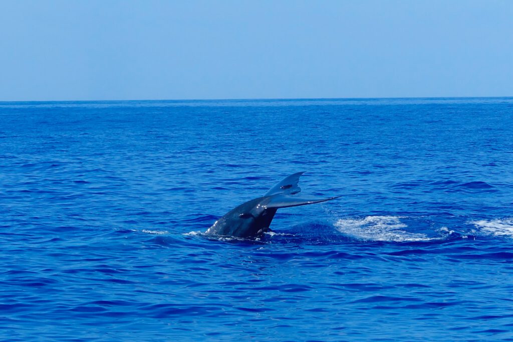 Whale Watching Highlights Sri Lanka