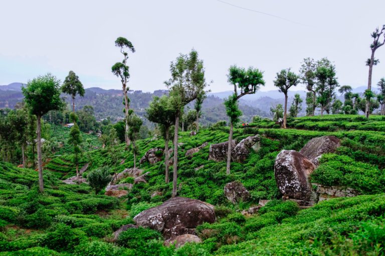 Rundreise Sri Lanka