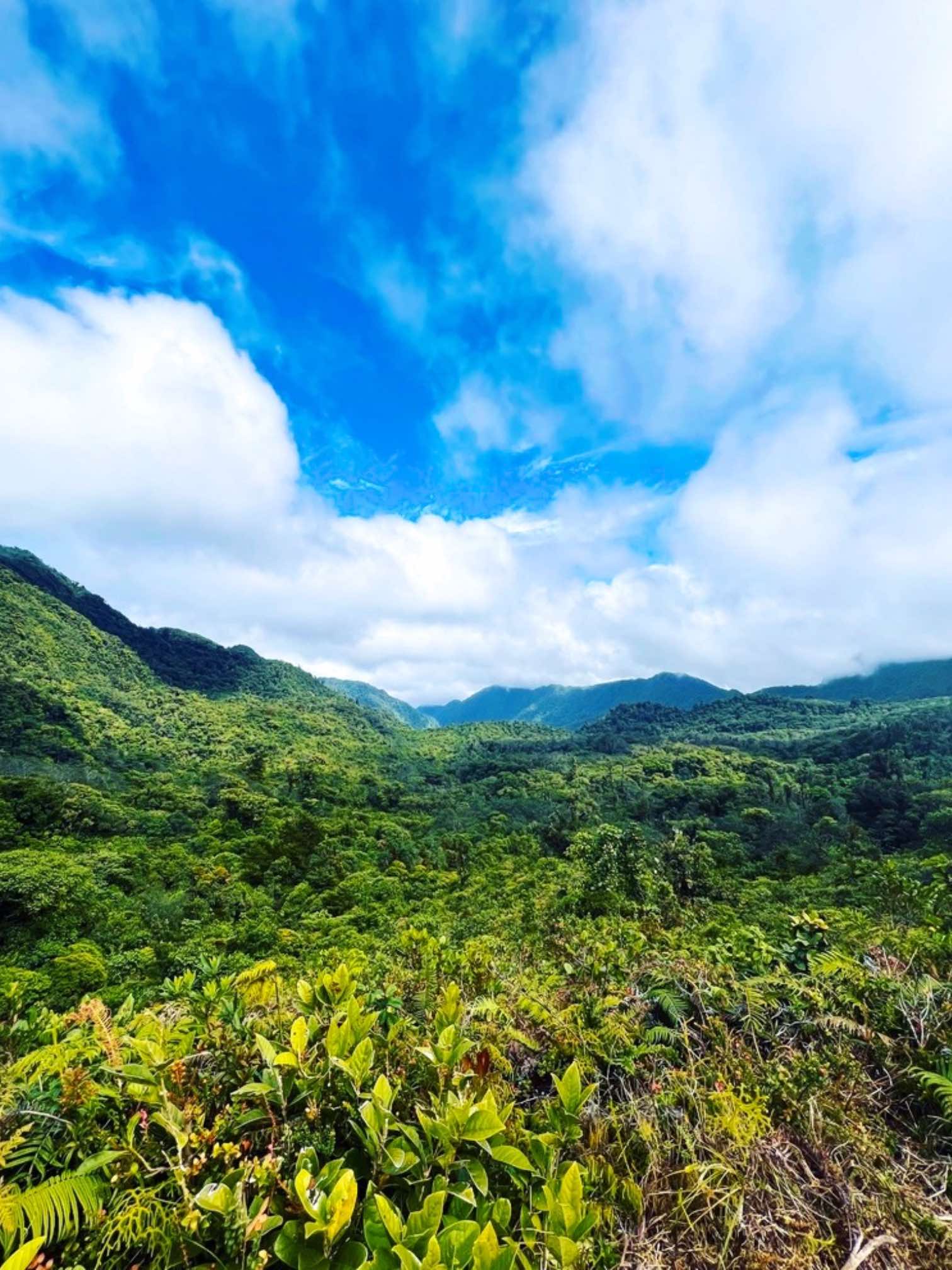 Juan Castro NP Costa Rica