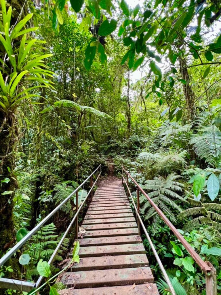 Monteverde Norden Costa Rica