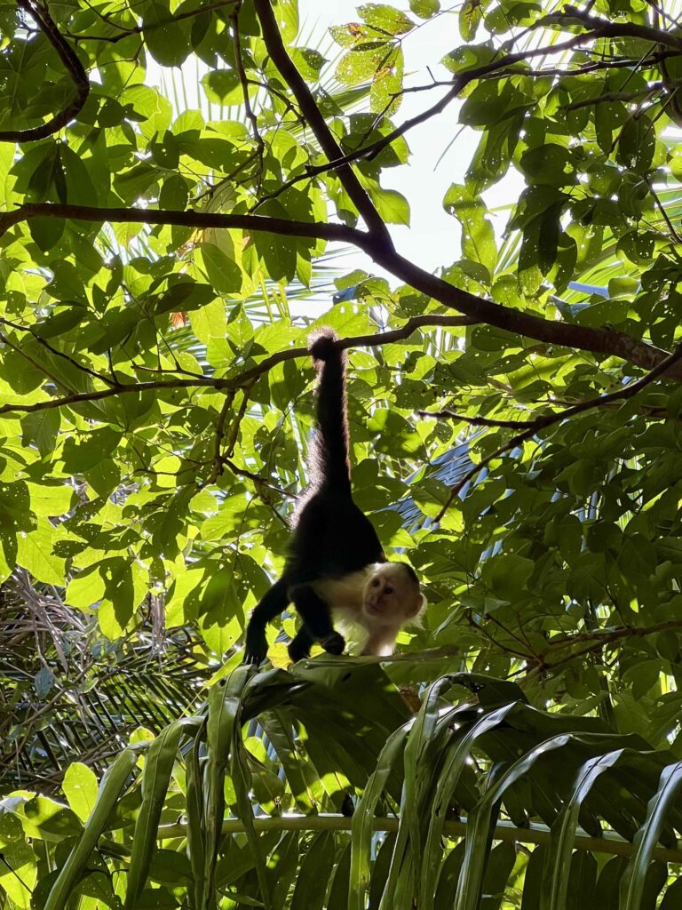 Cahuita NP Costa Rica