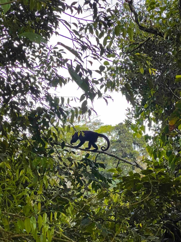 Sweet Jungle Costa Rica