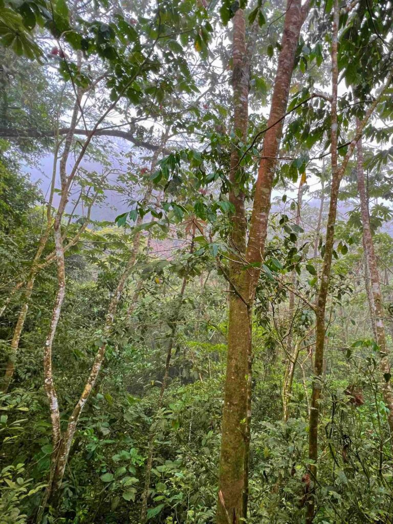 Sweet Jungle Costa Rica