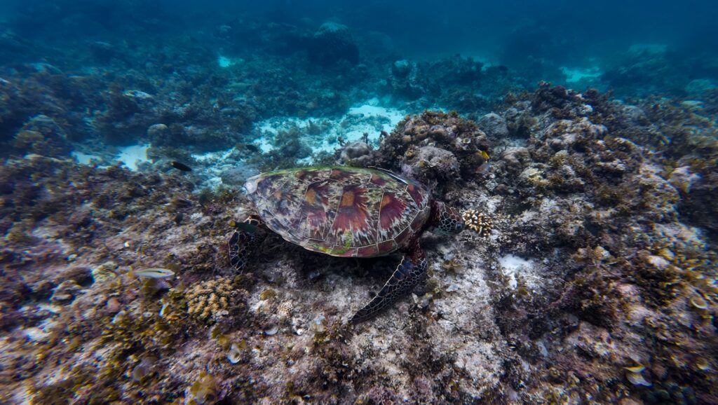 Schildkröte Cebu, Moalboal