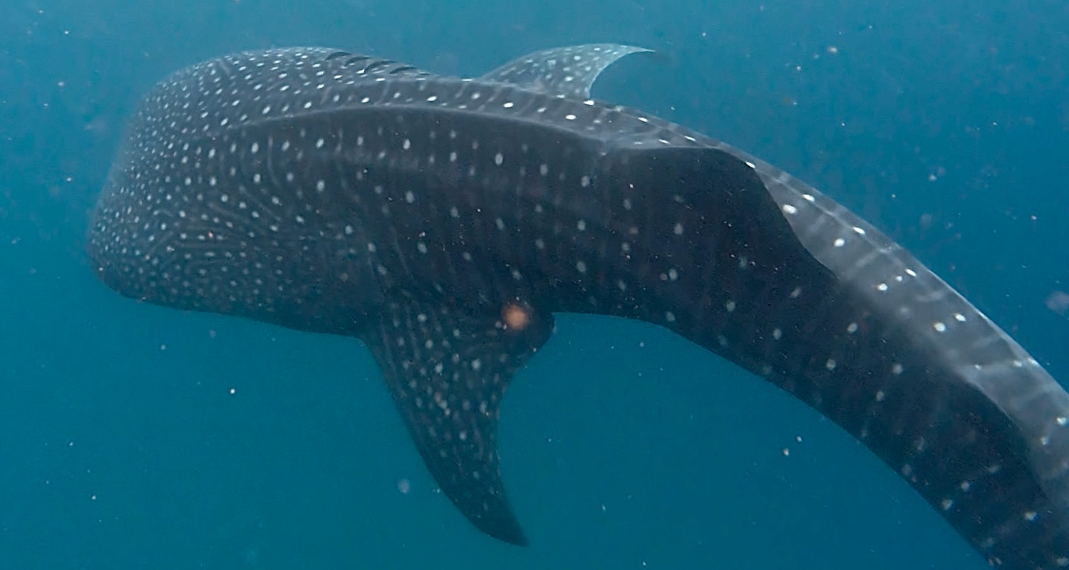 Mehr über den Artikel erfahren Schwimmen mit Walhaien auf den Philippinen 