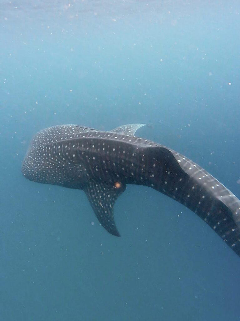 Schwimmen Walhai Philippinen
